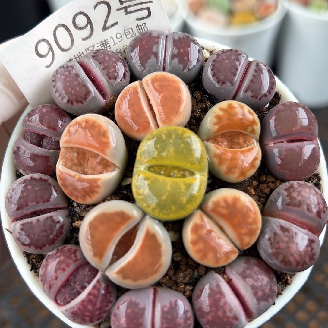 好养易活生石花大母本9092