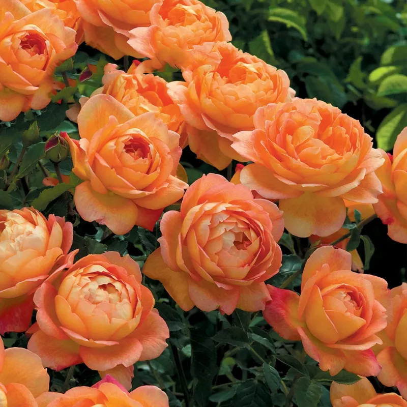 （2棵包邮拍5发6）1加仑中苗藤本月季四季爬藤庭院浓香开花盆栽