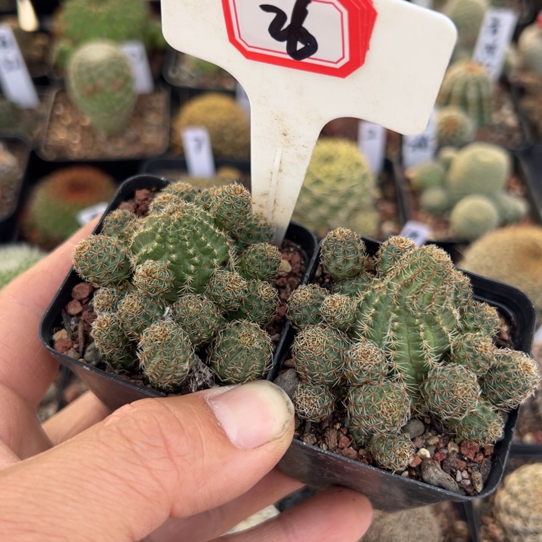 26特价福利球中间丽花一颗