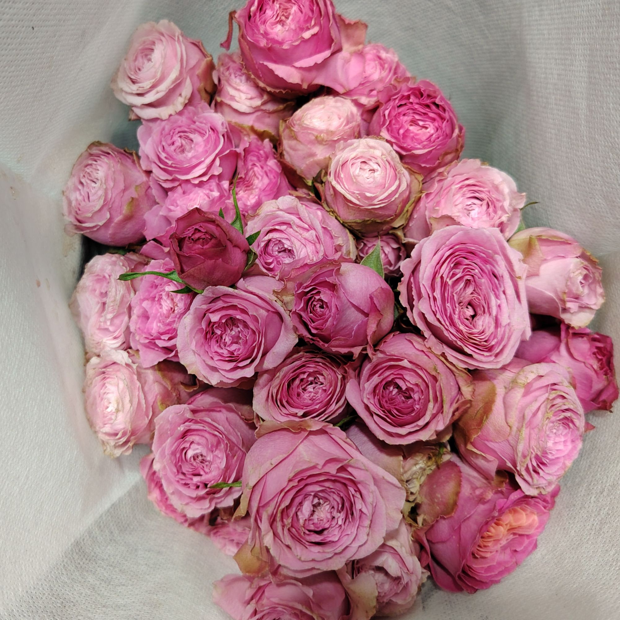 【梦棠夏】多头玫瑰9+1枝防损云南顺丰直发