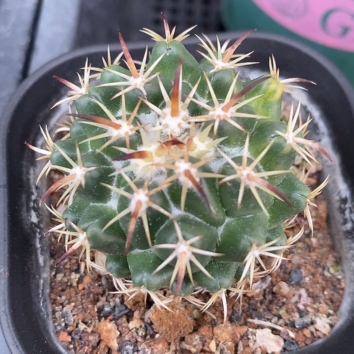 孤品实生优质钢钉自然锦福利4.3cm