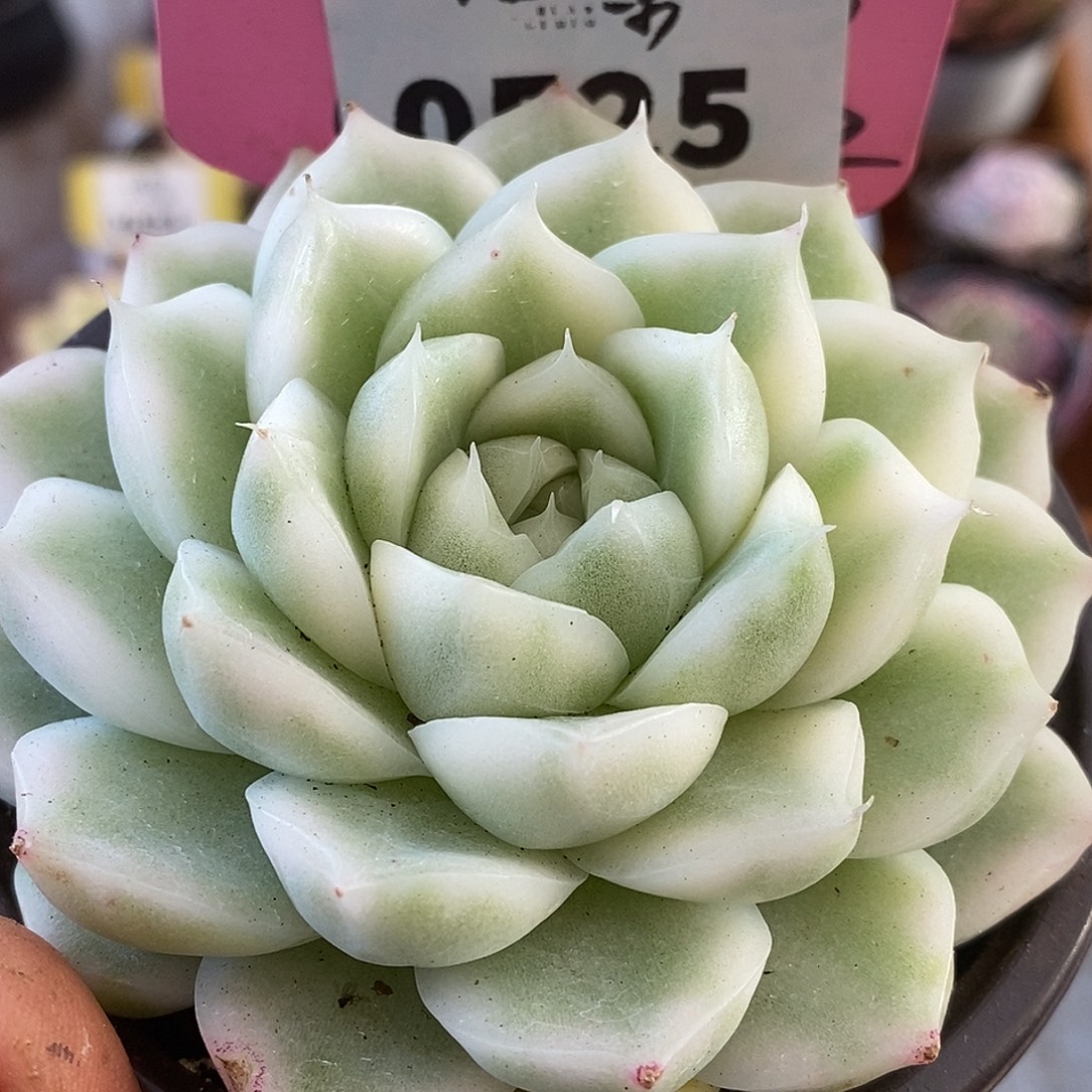 525麦秆哈哈哈哈哈哈哈