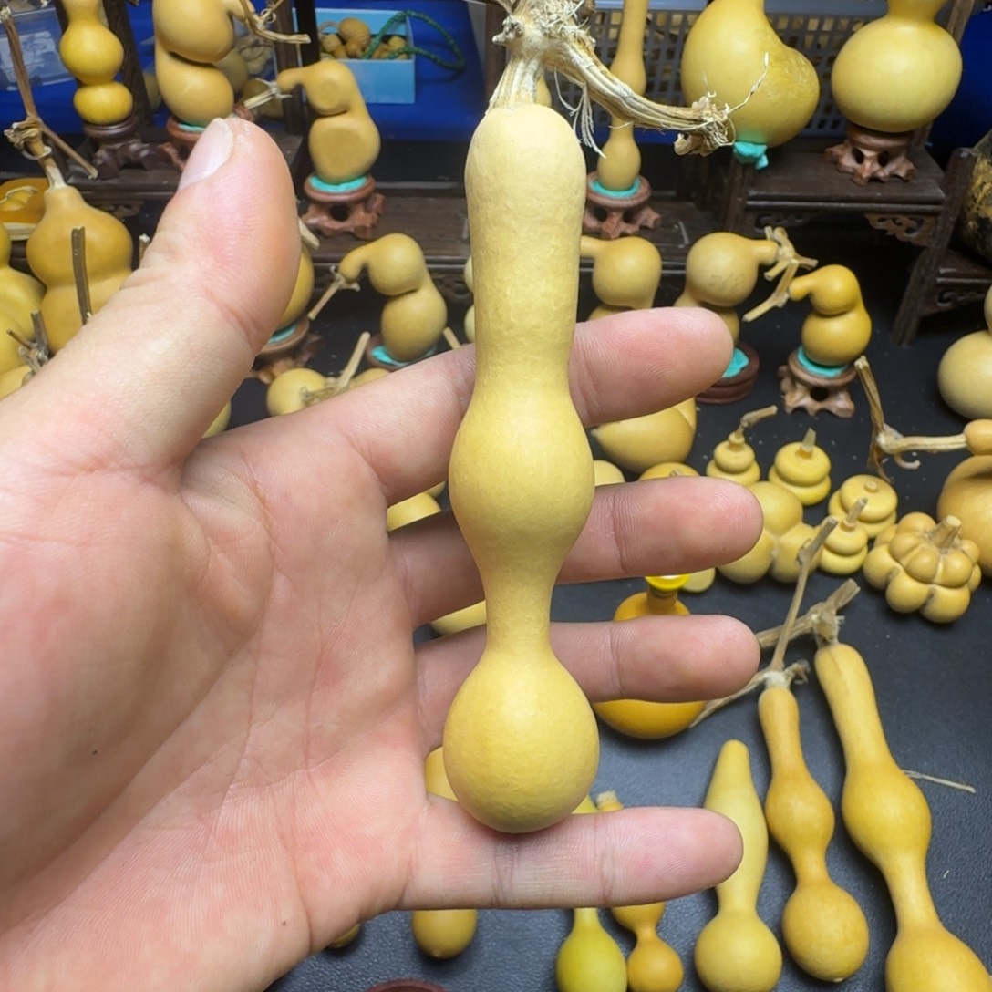 江***白蚂蚁杆子蚂蚁杆子