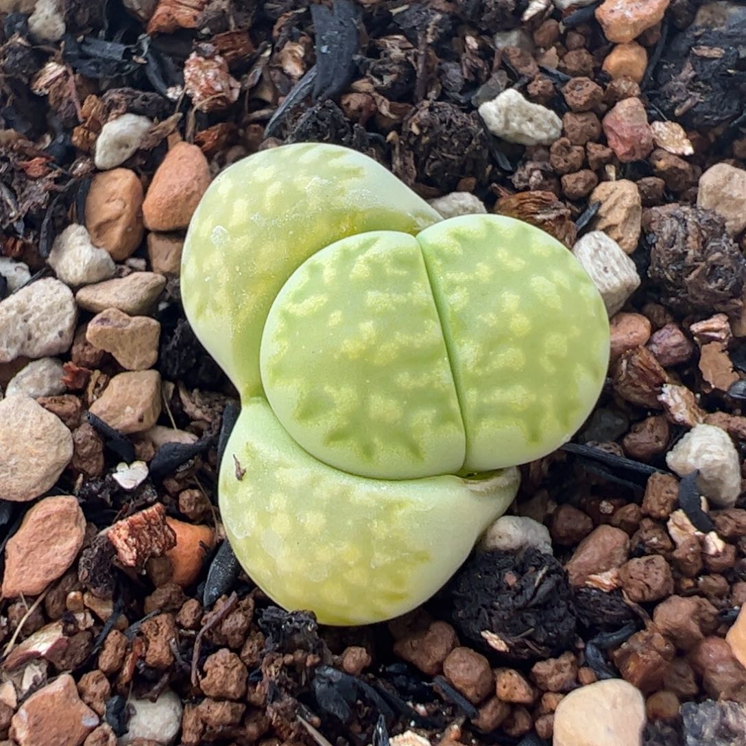 051多肉植物百科