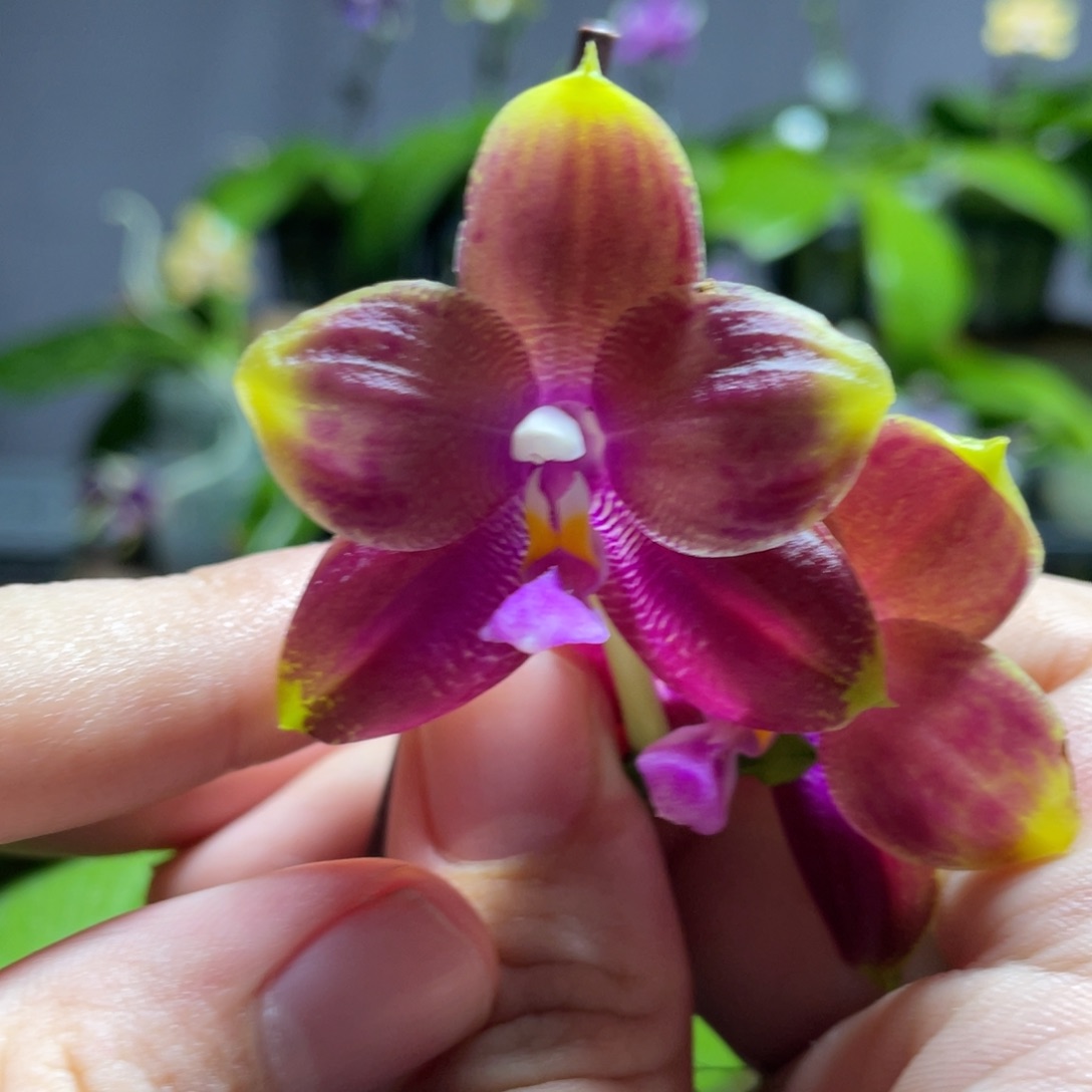 完全开放116叶瑕花期不保