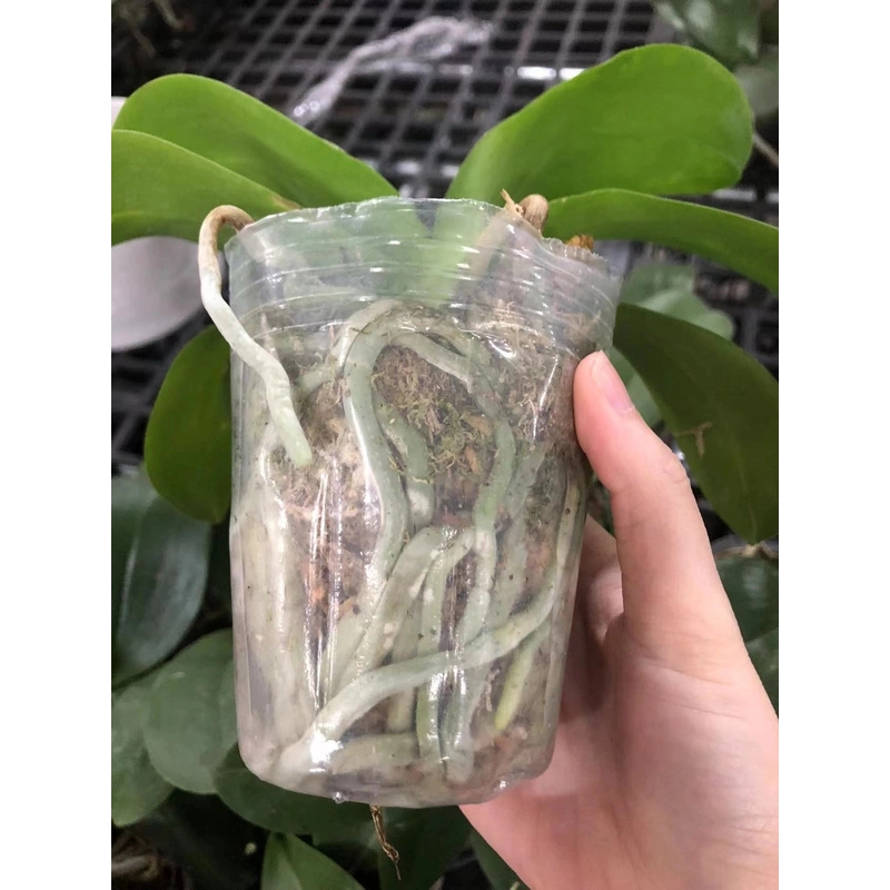 【花后苗】1颗苗品种随机 3.5寸超大杯  微瑕疵 无售后介意勿拍