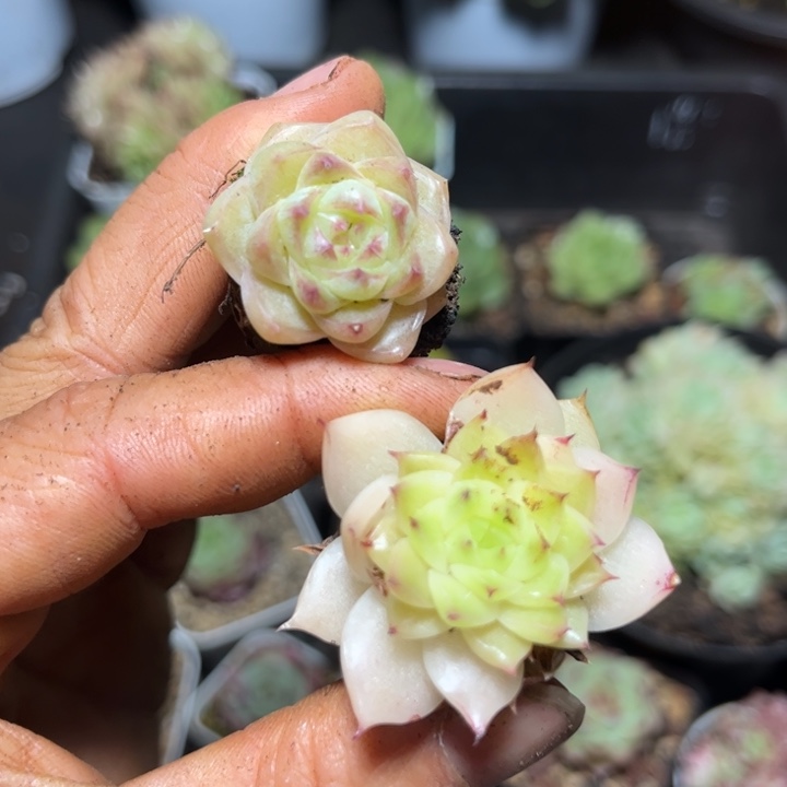 麦秆2颗麦秆女王