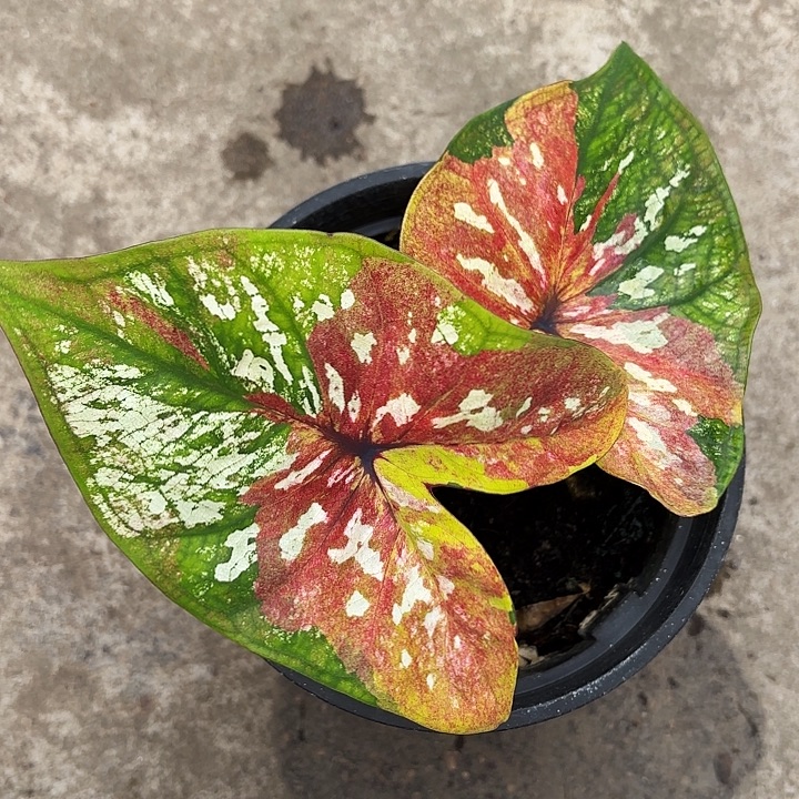 54-1115擎天柱广东现货