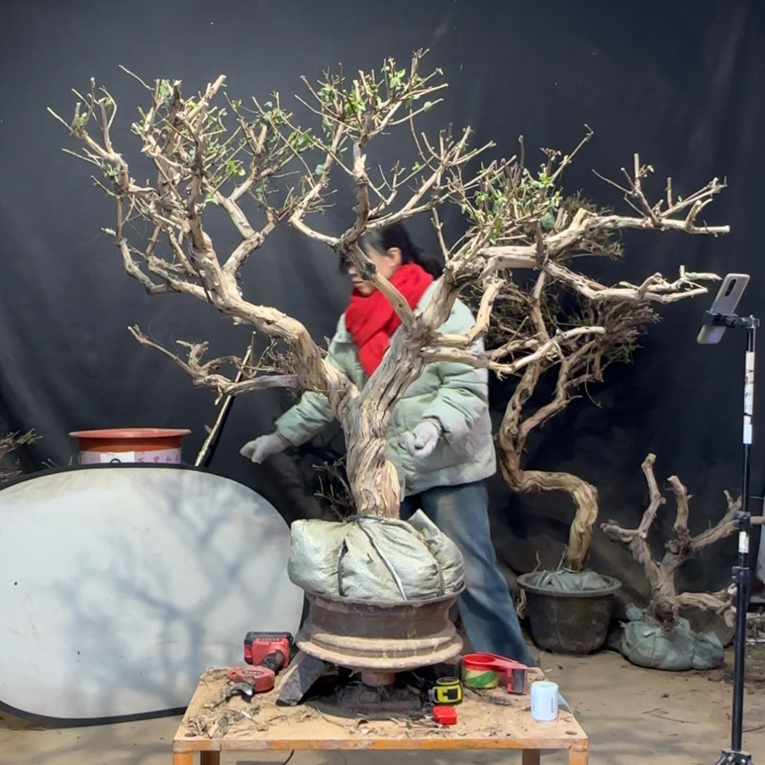 用***2金银花金银花金银花金