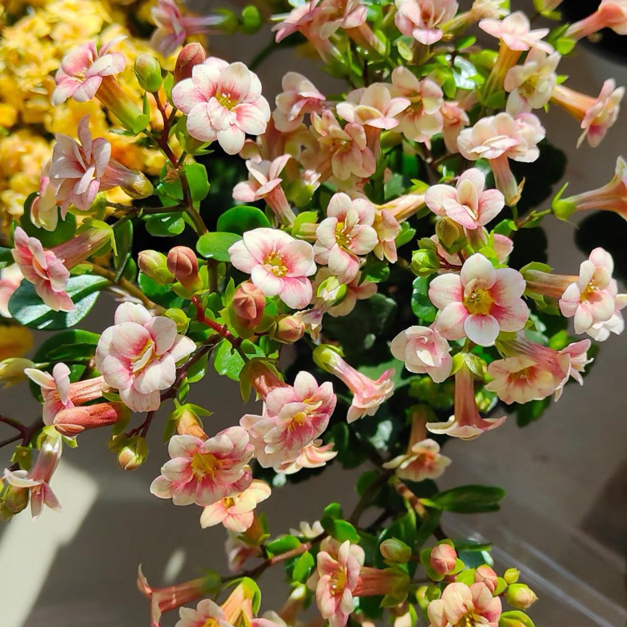 【仲夏夜之梦重瓣宫灯】110盆新品重瓣长寿花