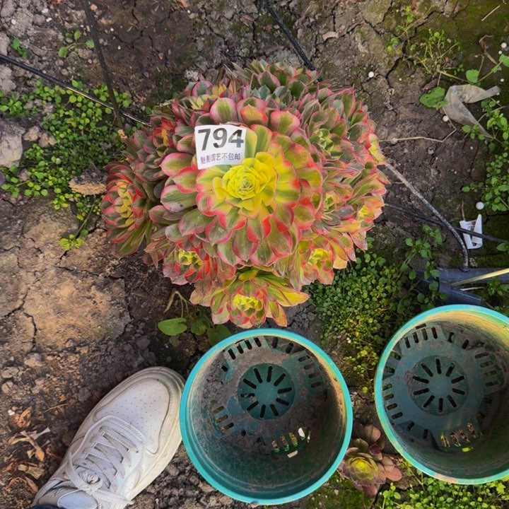 海王花27-14包邮花花