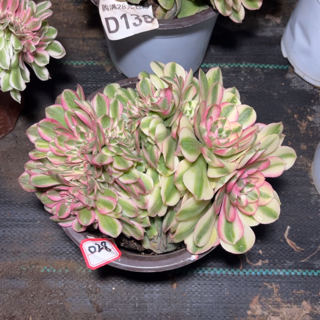 028多肉植物荔枝缀化