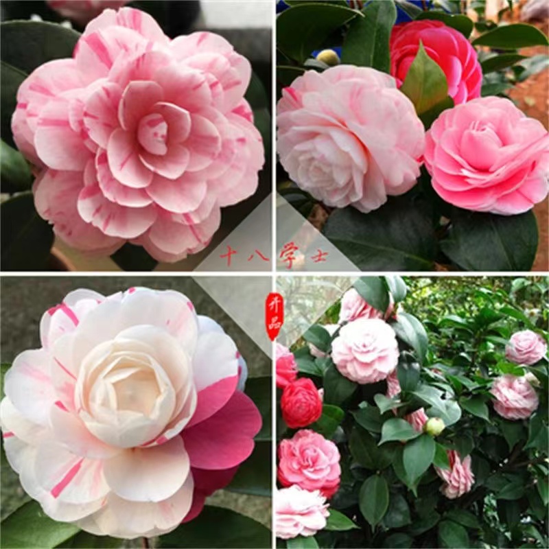 圻蕊花舍十八学士茶花1-2色四季长青办公室客厅庭院阳台好养易栽