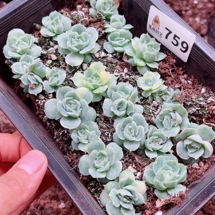 君***君多肉植物多肉植物