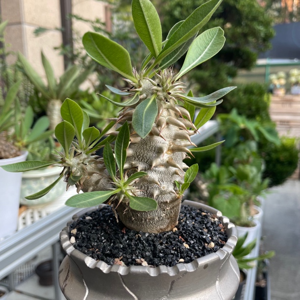惠比大黑 潮流块根植物 高5-7cm左右惠比须笑西巴女王