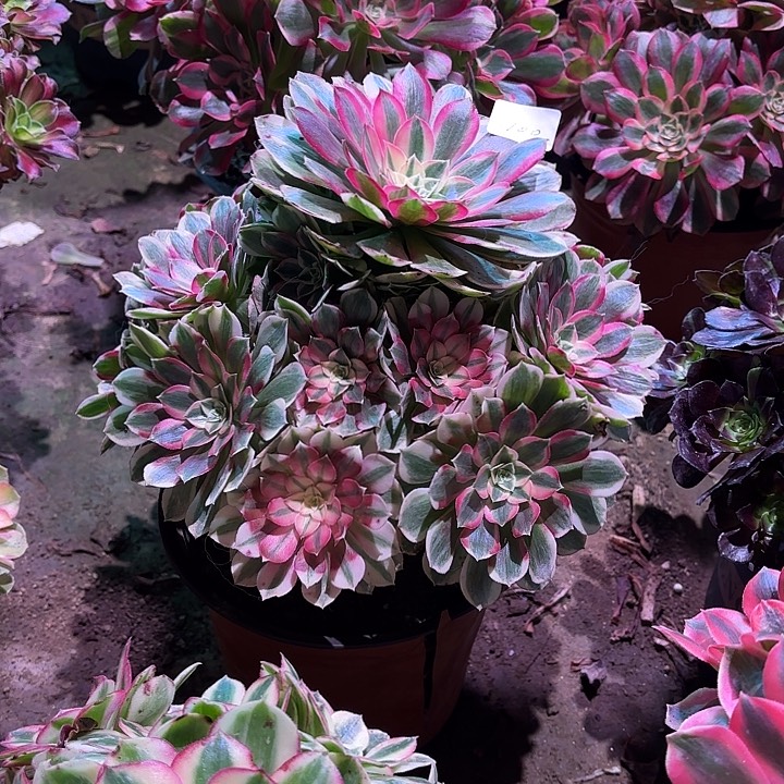 多肉植物孔雀翎00100