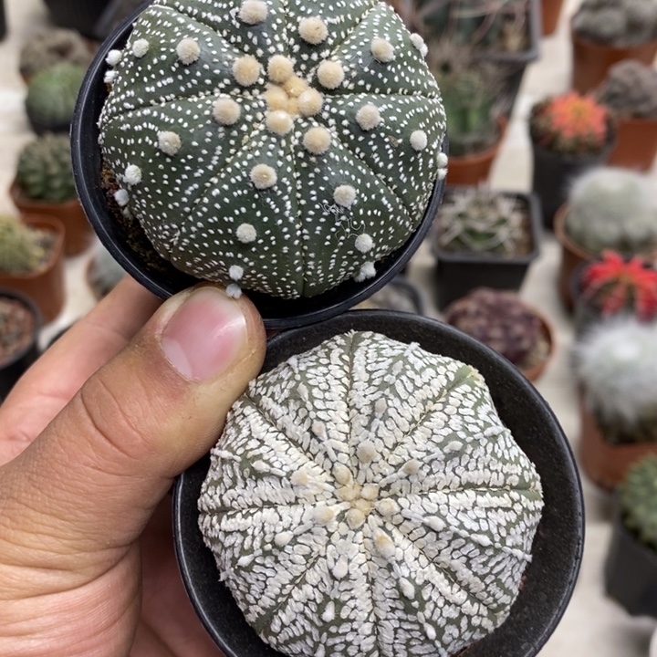 爱***子超兜浓白兜2颗特价