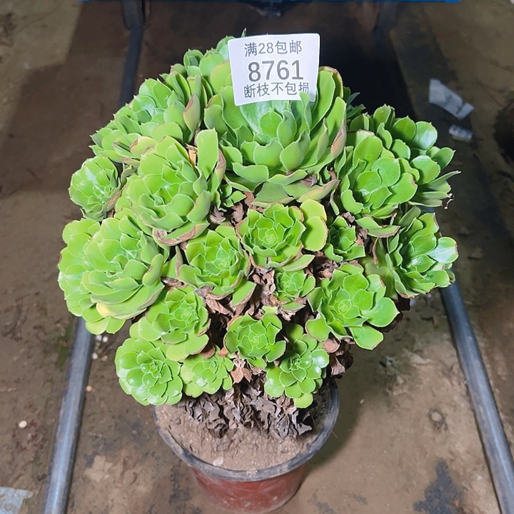 8761绿杨蓉多肉植物