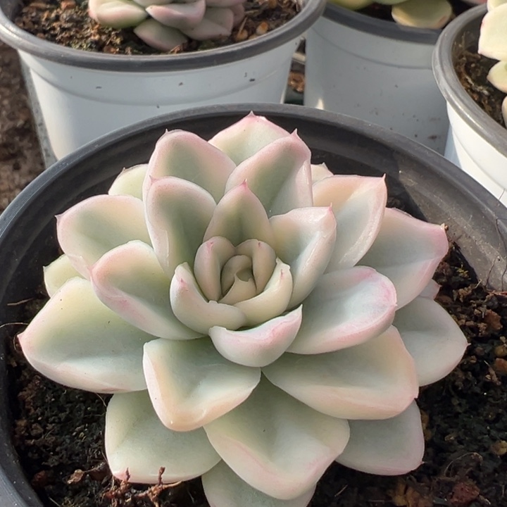 血鸢锦一物一拍锦龙