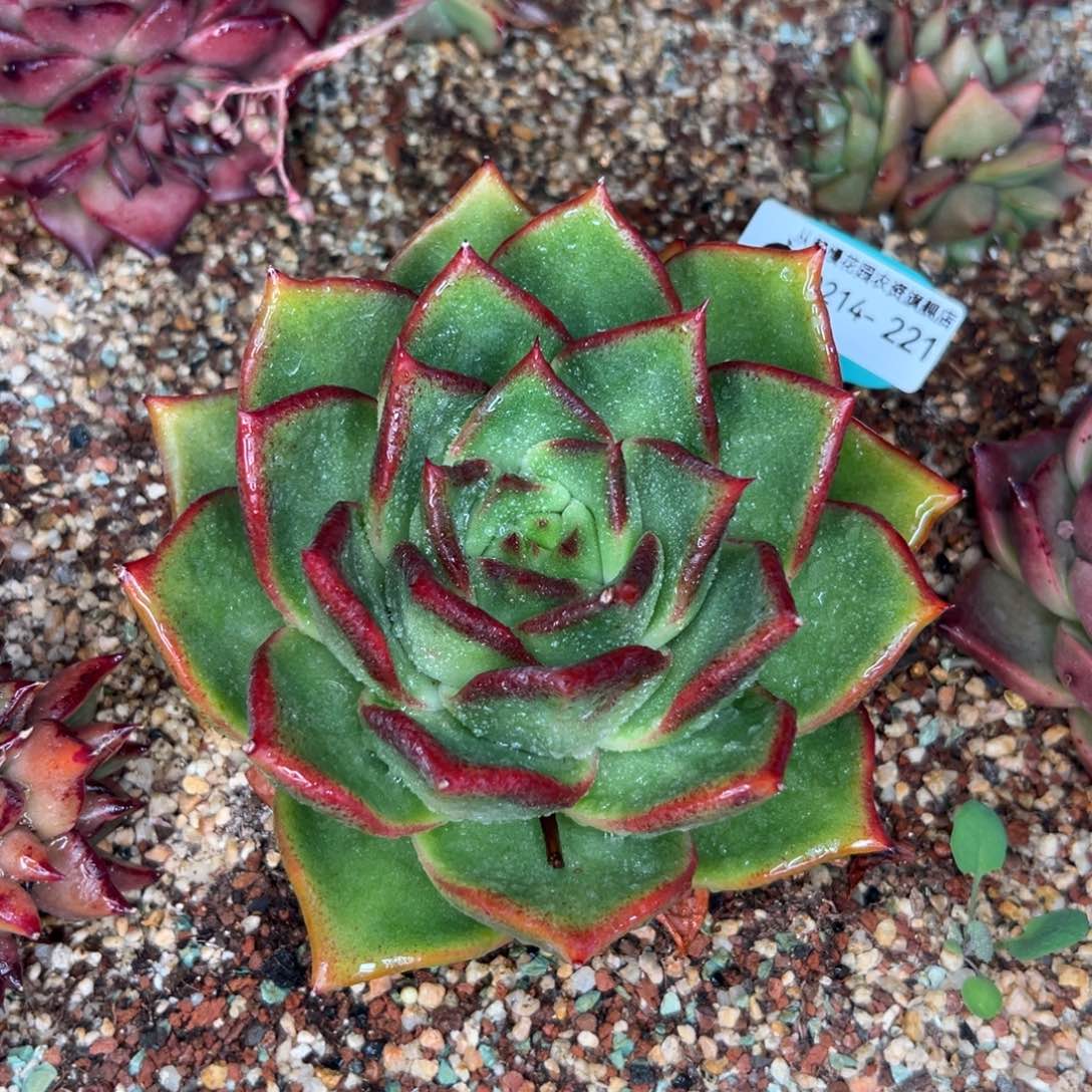 多肉一物一拍0214-221凤王