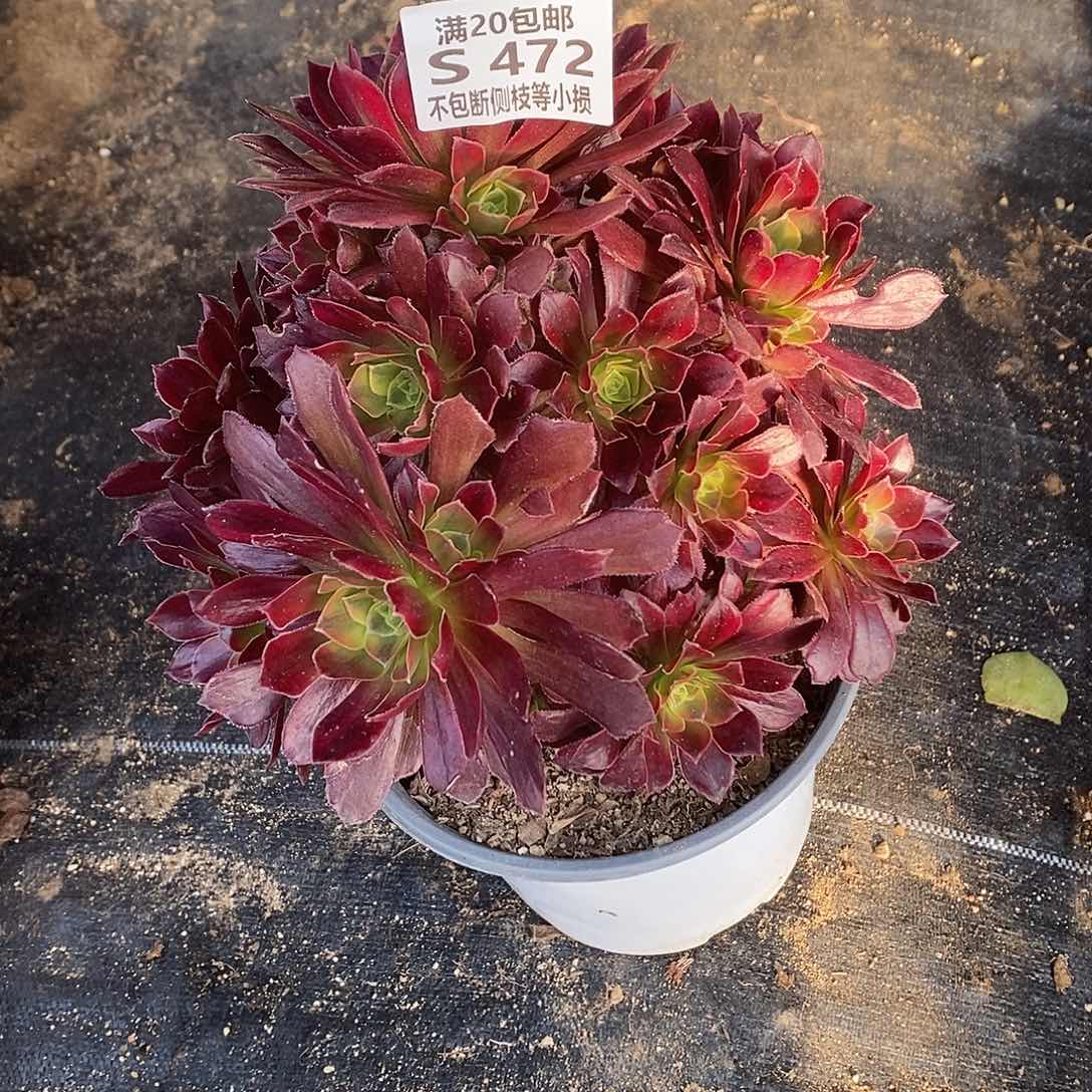 472安娜多肉法师锦多肉