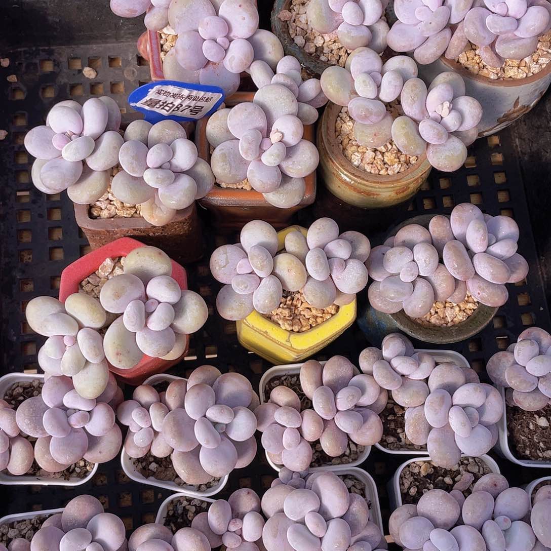 量拍87号 大叶奶水光针原始奶双头一个