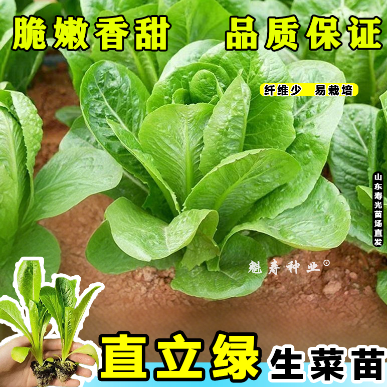 速生直立生菜苗秧罗马绿麦香菜种子耐热春秋四季盆栽蔬菜生吃脆甜