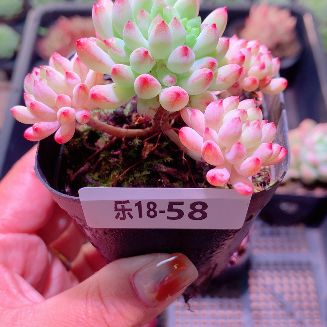 乐然18-58 烟花群 