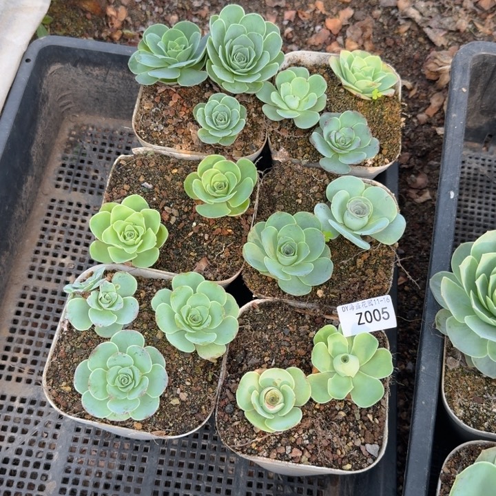 朱005。 15颗不知名打包。 量拍