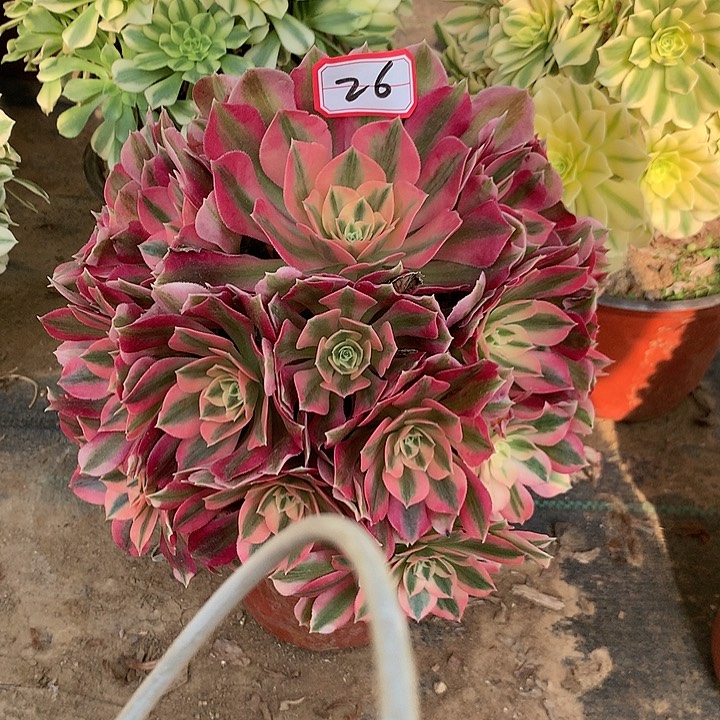 多肉植物红女郎26