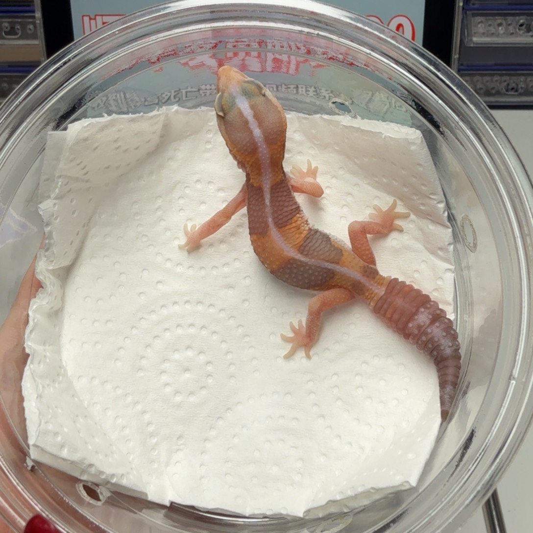 肥尾守宫橘白妹妹