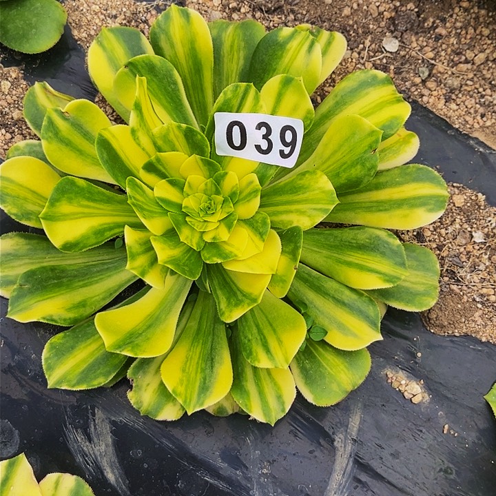 039五彩琉璃多肉植物处理不售后
