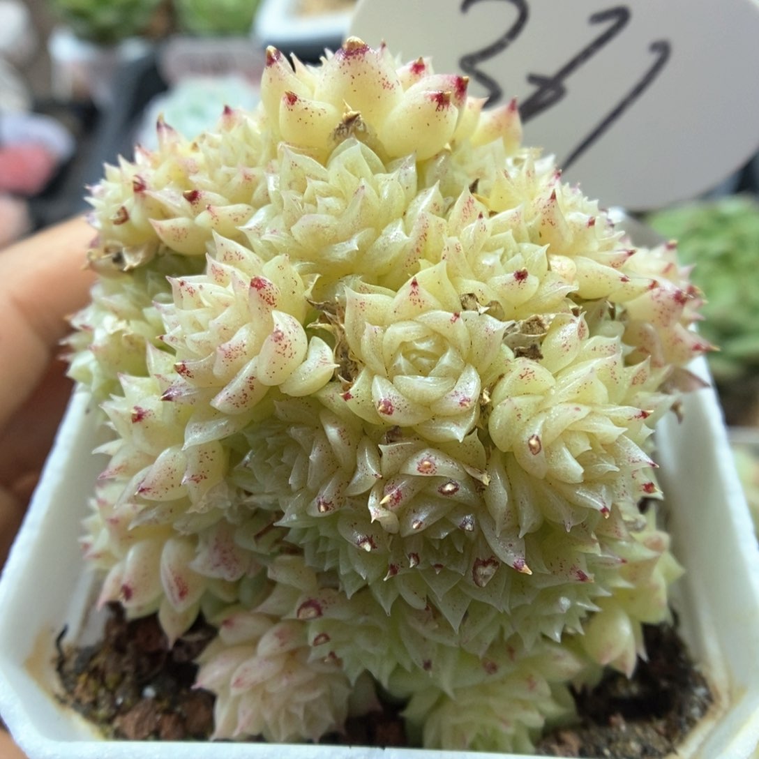 定繁麦秆群生可拍361号。   