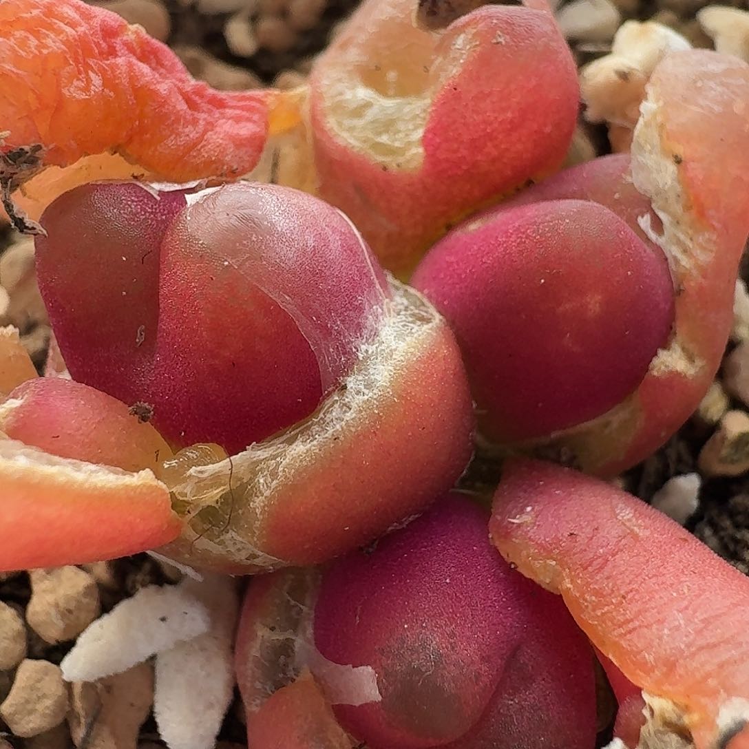 老马生石花吕氏红宝石540