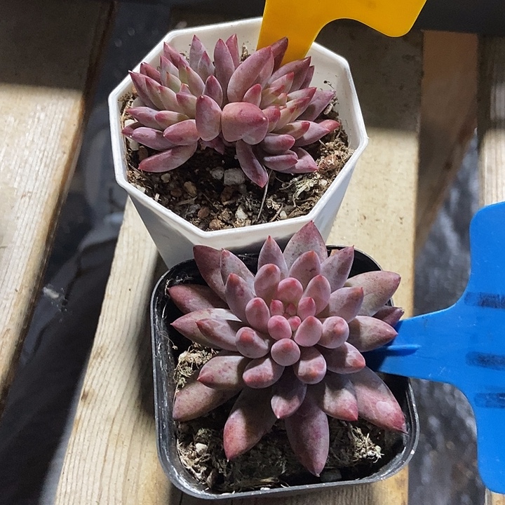 ****》多肉植物虞美人572 791