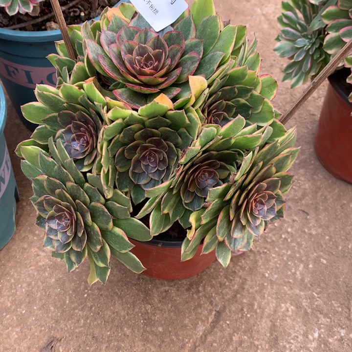 540半夏多肉植物特价