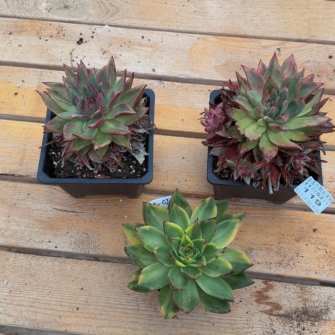 无***论1102-119三颗组合