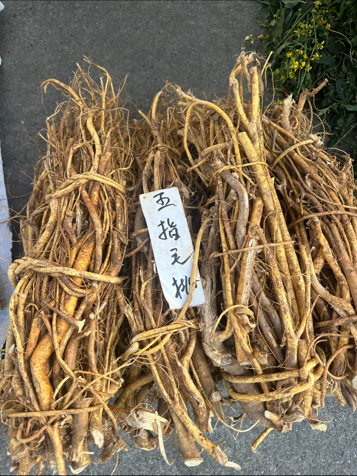 新鲜五指毛桃根煮水煲汤佳品 下山货鲜品500g
