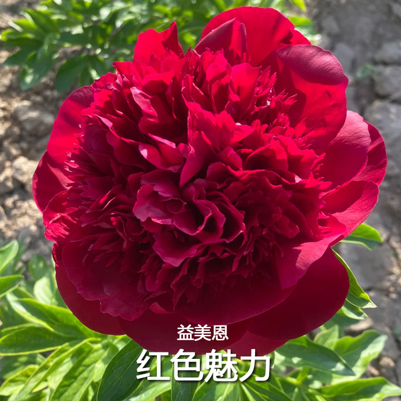 菏泽正宗观赏红色魅力芍药带根多年生重瓣大花绿植庭院盆栽芍药花