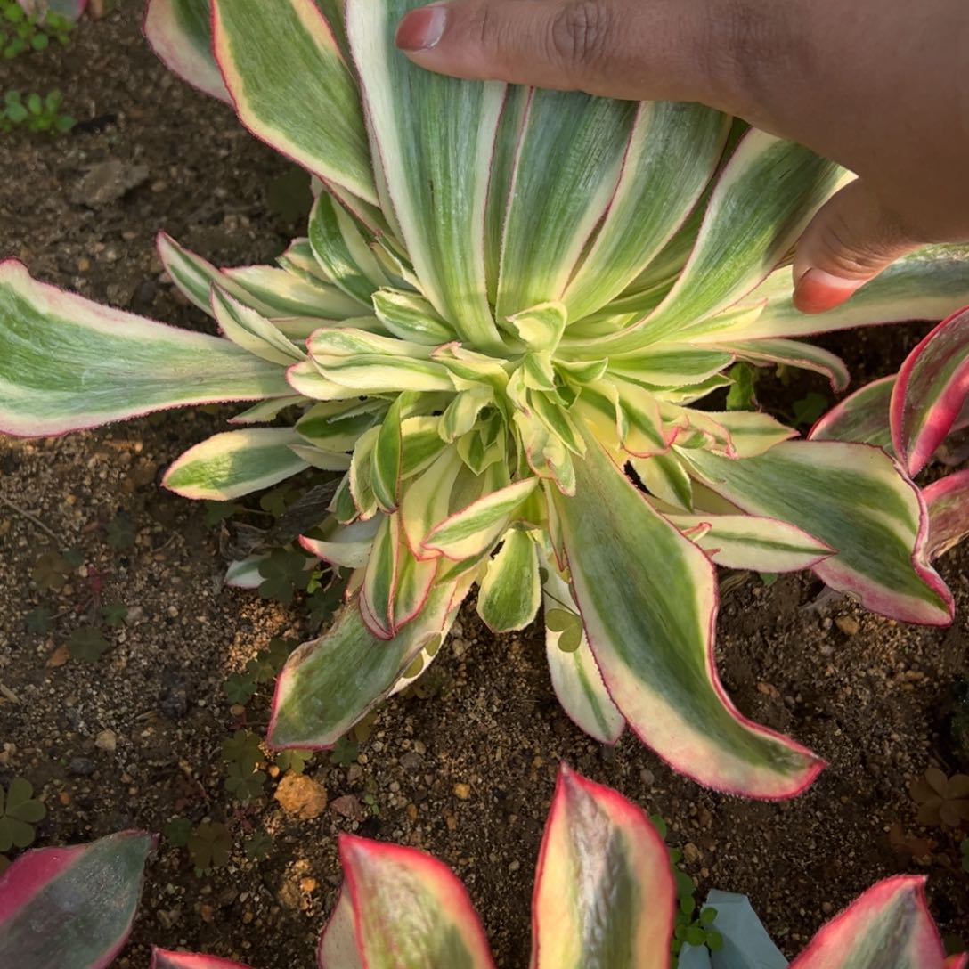 103魅影多肉植物一