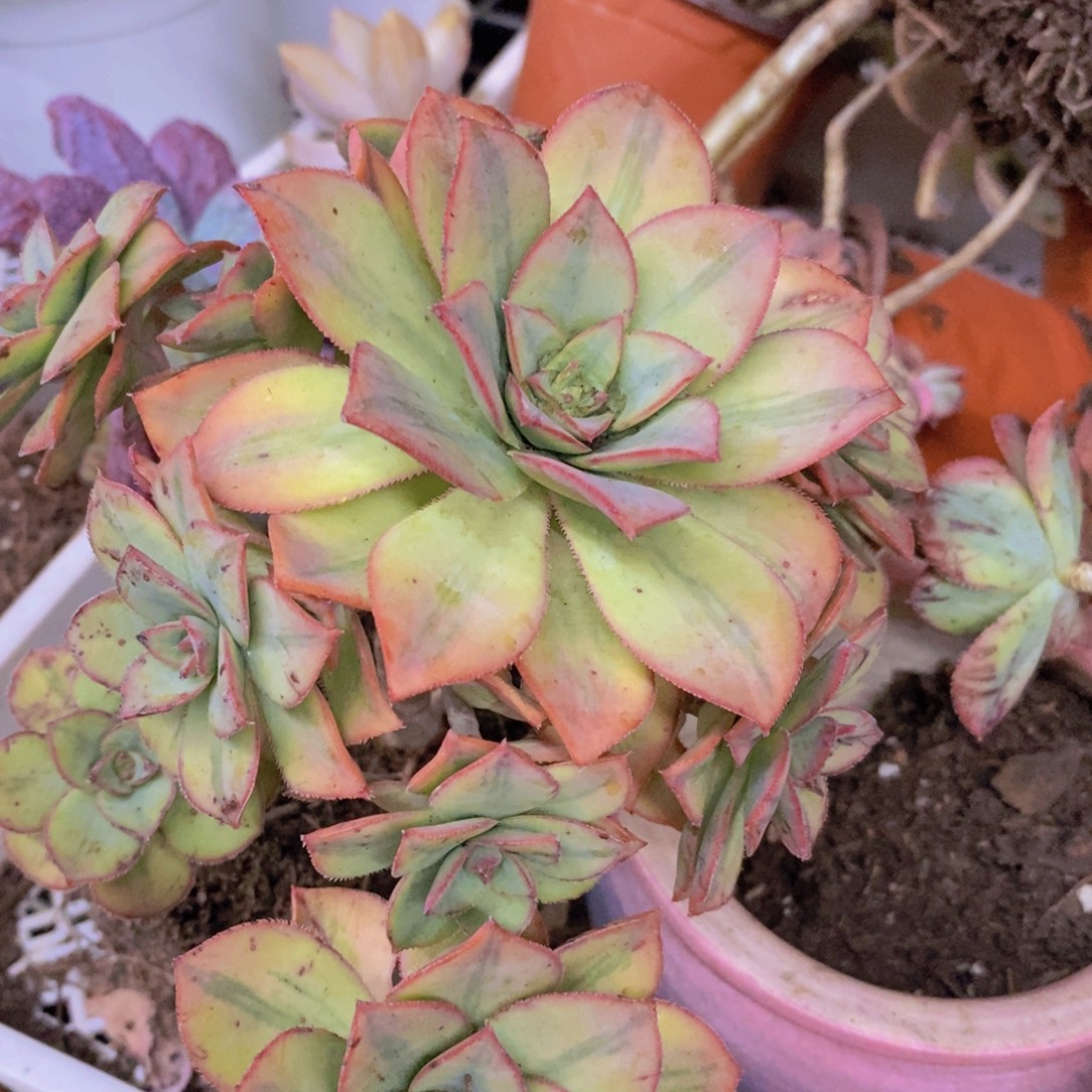 星爆整桩整群老桩