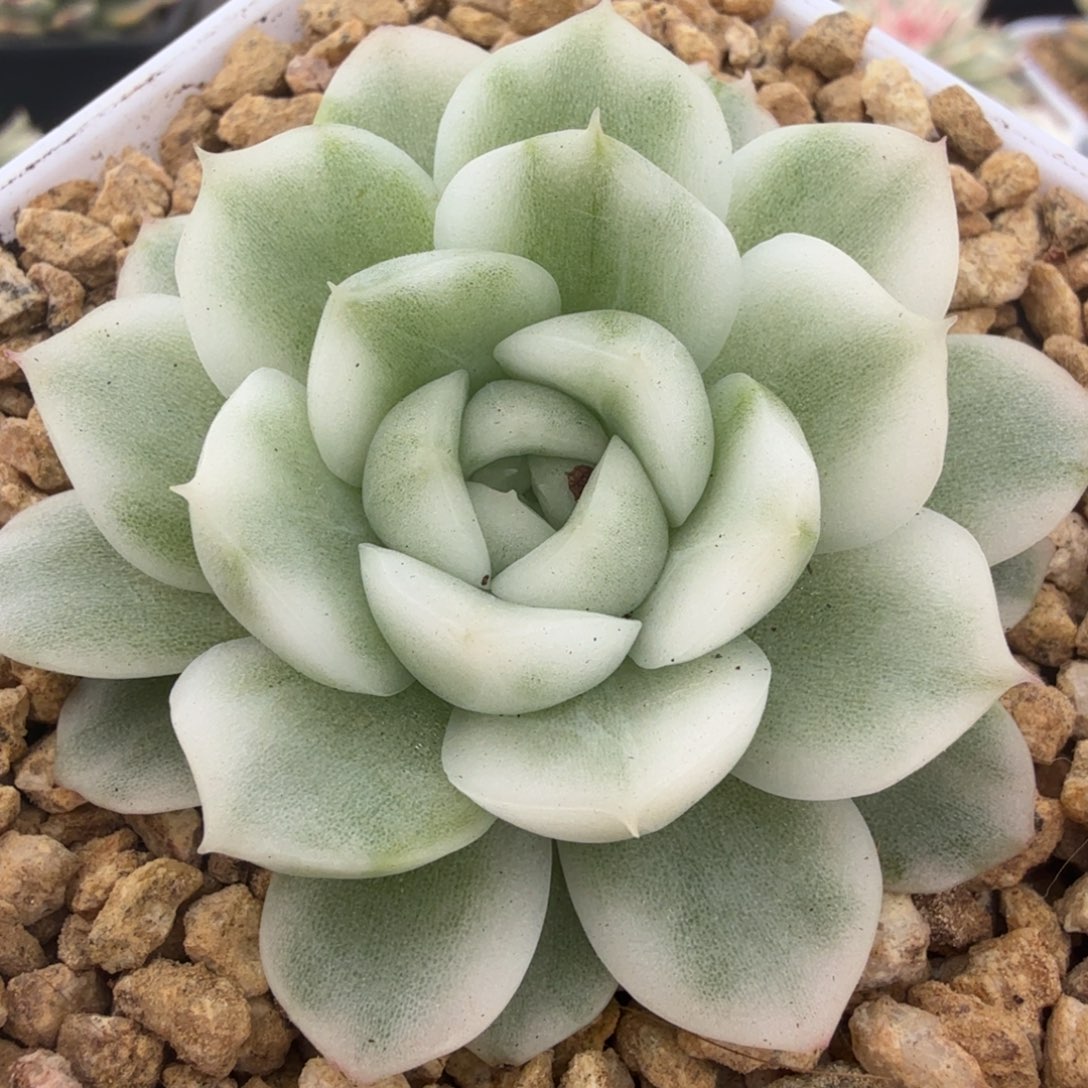 高瓷白麦秆锦多肉锦