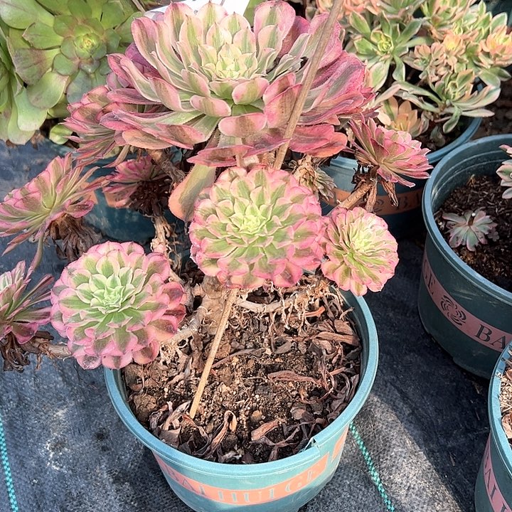 0290红铜白多肉植物