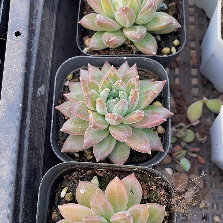 甲骨文带盆土发货