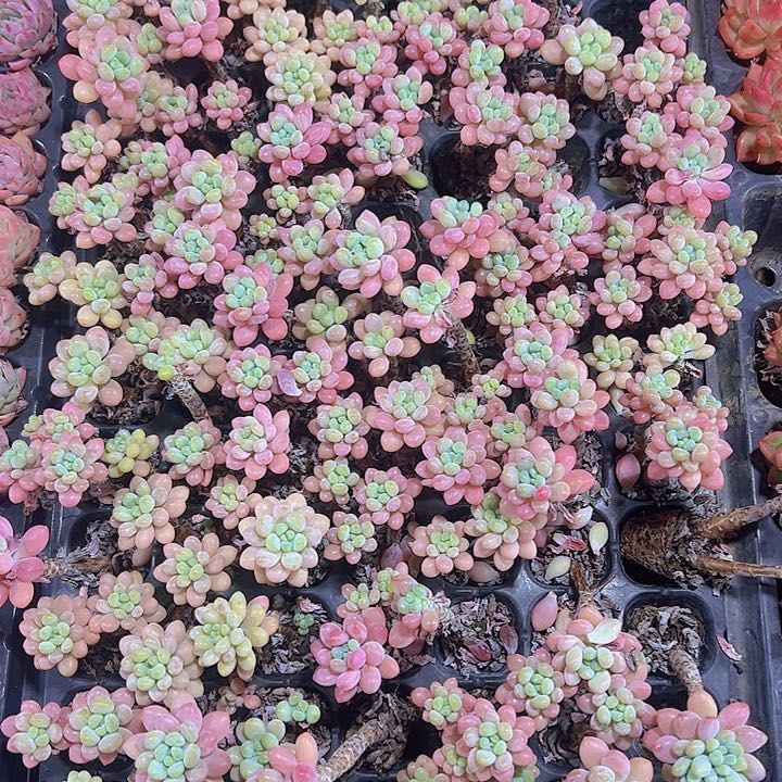 鱼子酱精品多肉植物