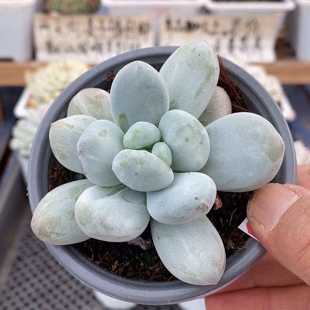 27116 新香水石化 15 天后发货