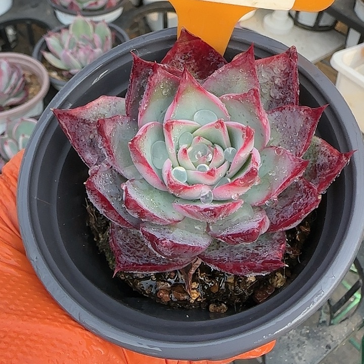 95 惊鸿仙子多肉植物6-9cm