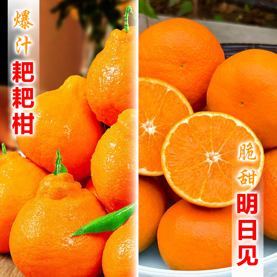 【现摘现发】精品多汁大雅耙耙柑/明日见（阿思蜜）高端水果拼装