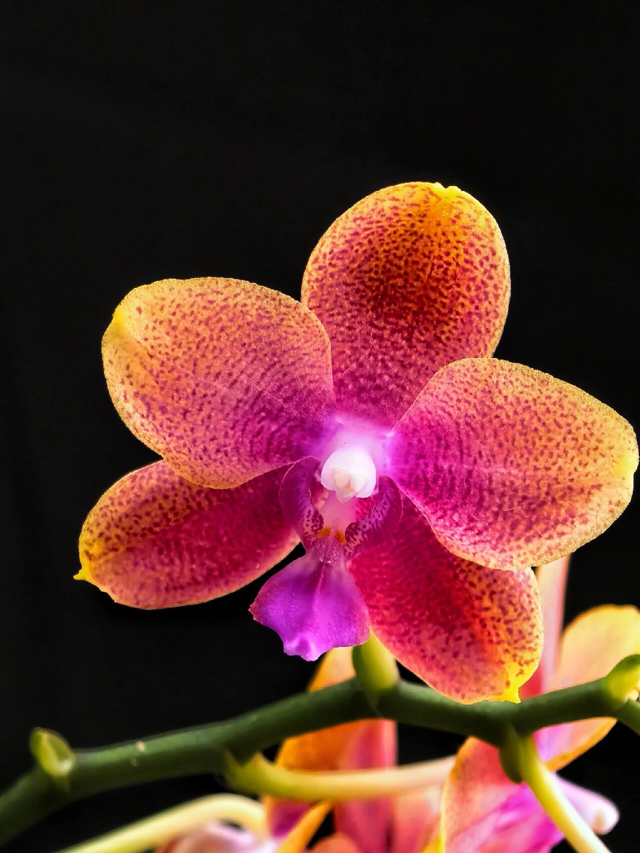 （香恋博格利）室内高端兰花一棵    云南基地直发