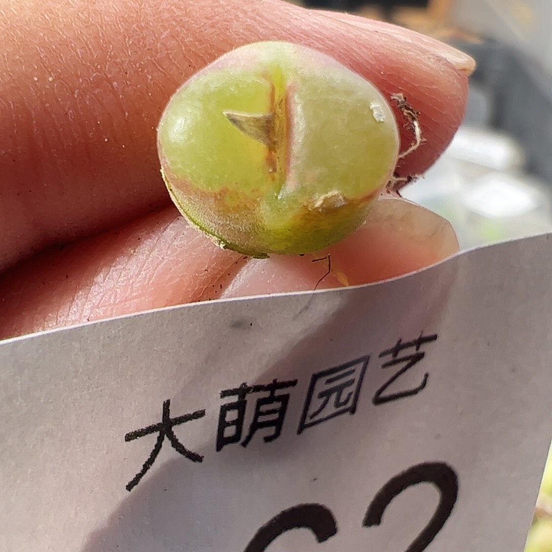 一物一拍。         562